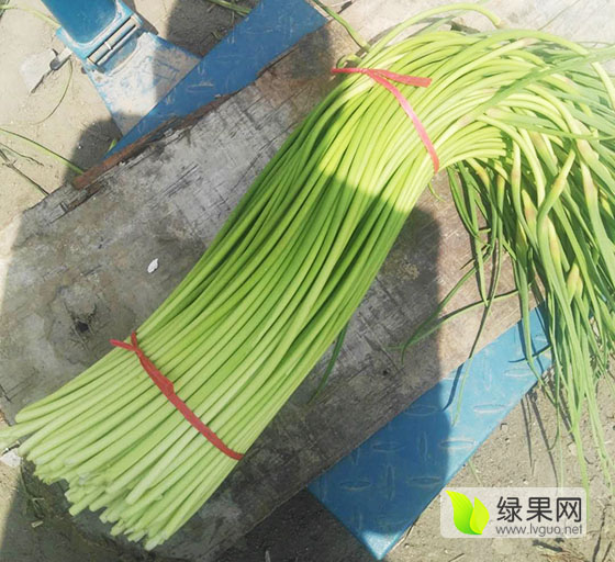 2017金乡蒜薹最新行情,金乡蒜薹的奇妙行情与我们的温情故事