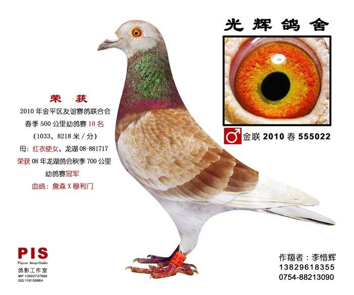 最新名家鸽图，独特艺术风采的领略之旅