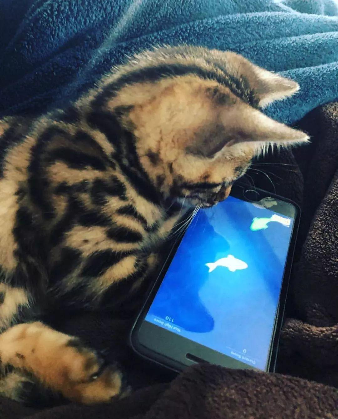 网络时代下的猫咪文化深度探讨——猫咪网资讯速递