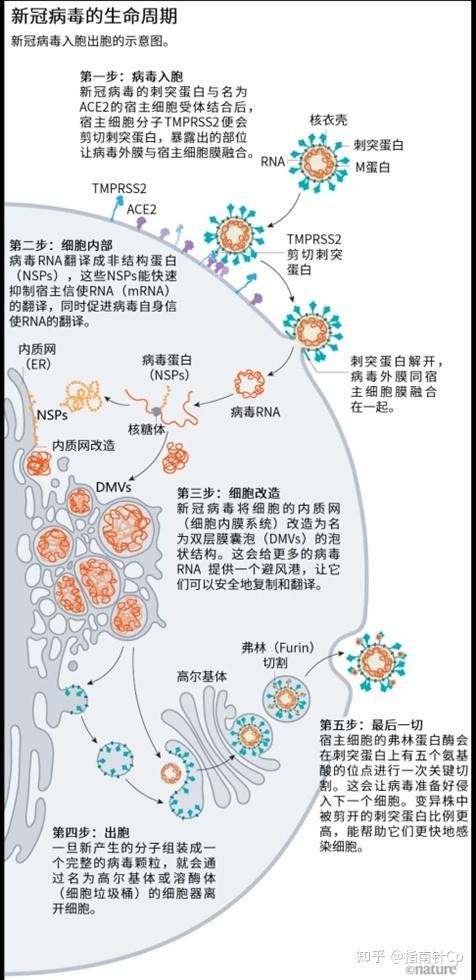 最新冠病毒起源的科学探索与理解