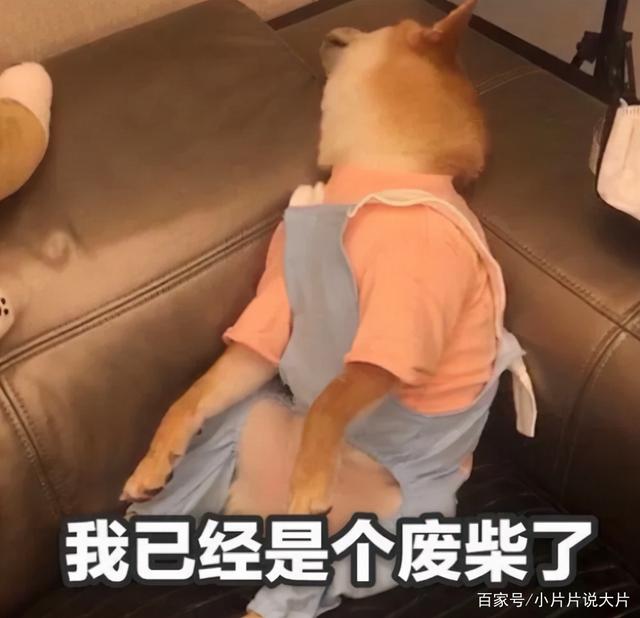 重新审视废柴视频的价值与影响，最新视角