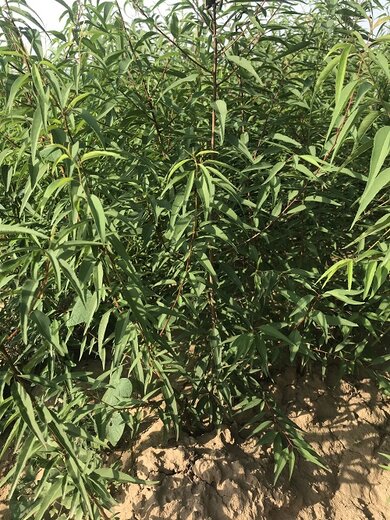 最新求购山桃苗，寻找绿意中的温馨故事