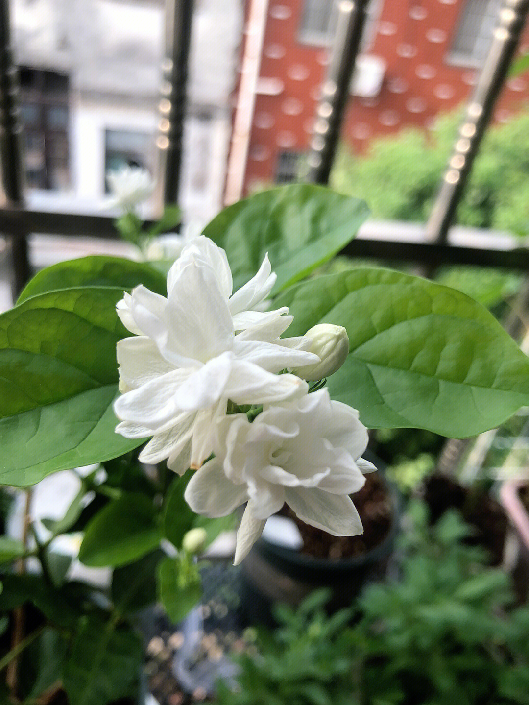 茉莉最新款，引领时尚潮流的新宠